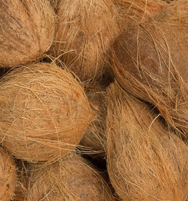 coconut with hair